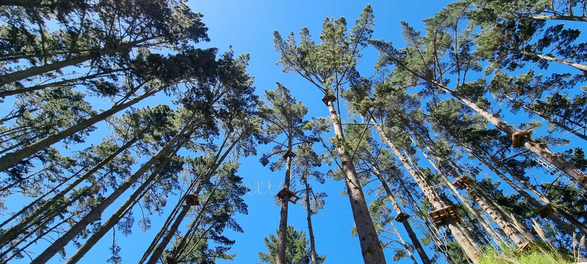 Adrenalin Forest Aucklands highest course at 33 metres