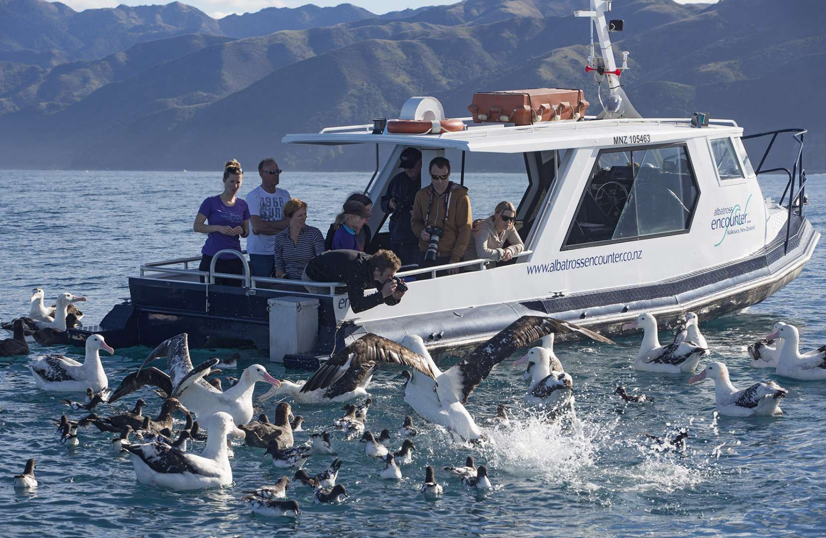 Albatross Encounter Kaikoura scenic boat trip