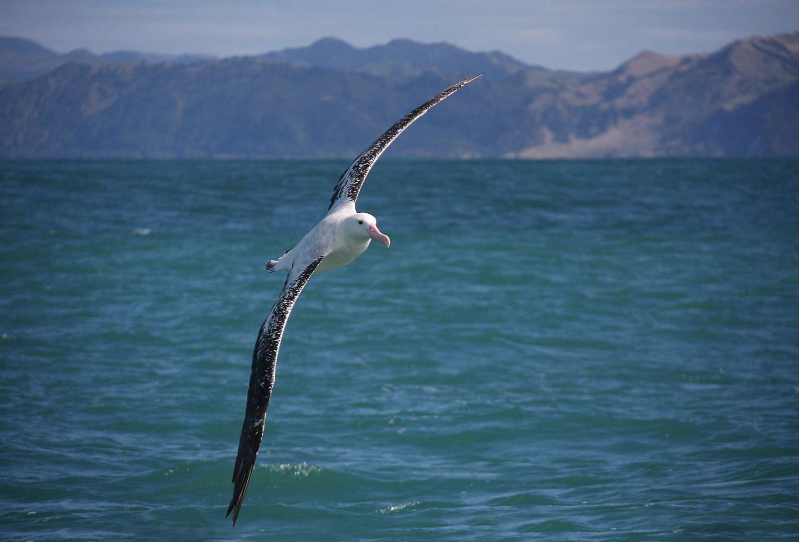Albatross in flight Kaikoura