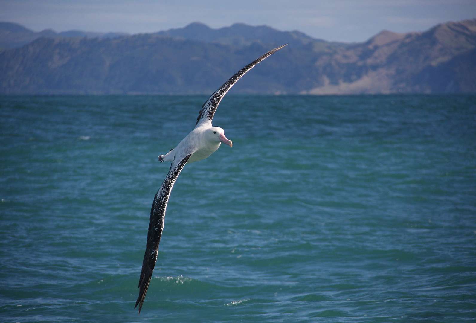 Albatross in flight Kaikoura