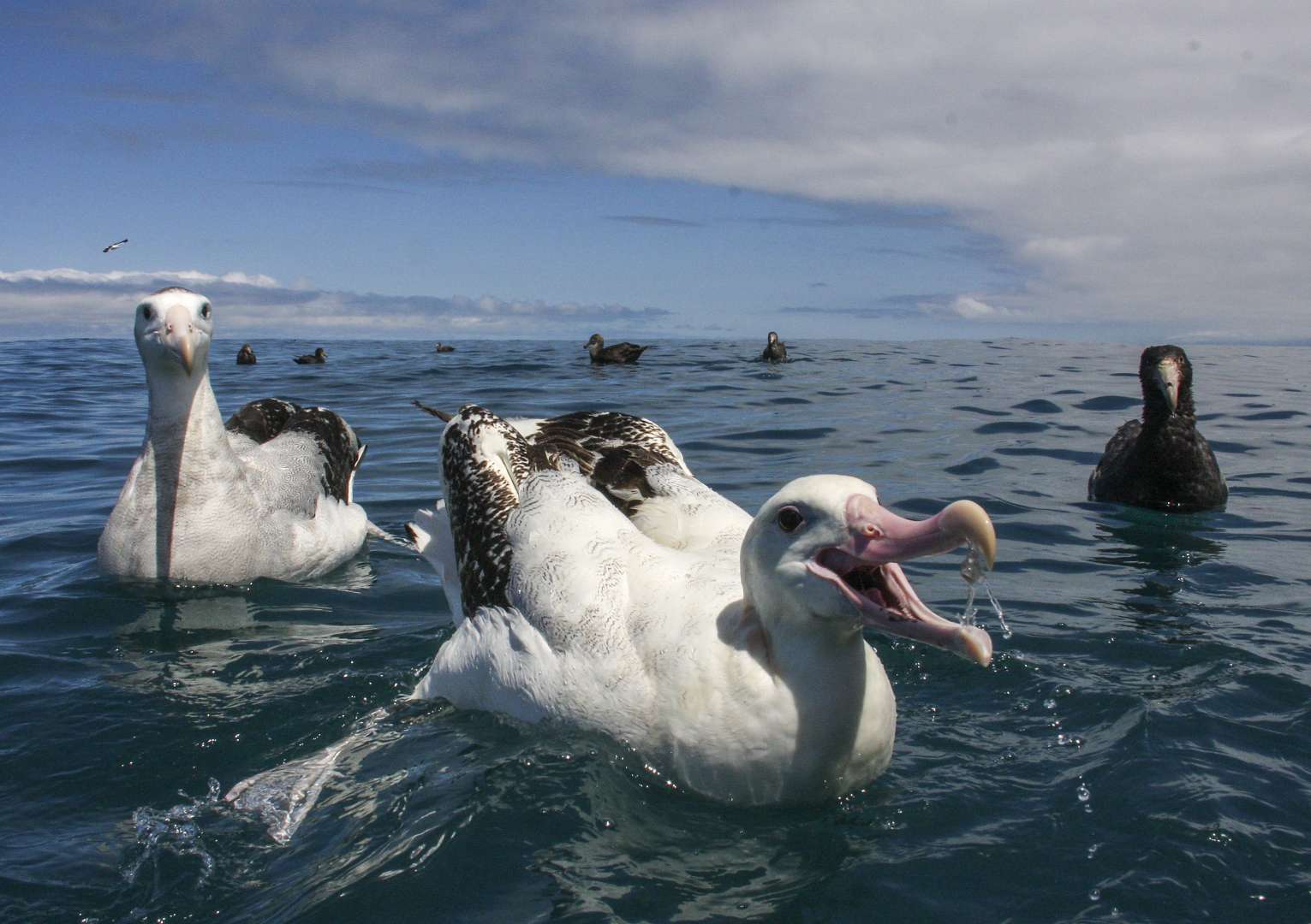 Albatross natural habitat