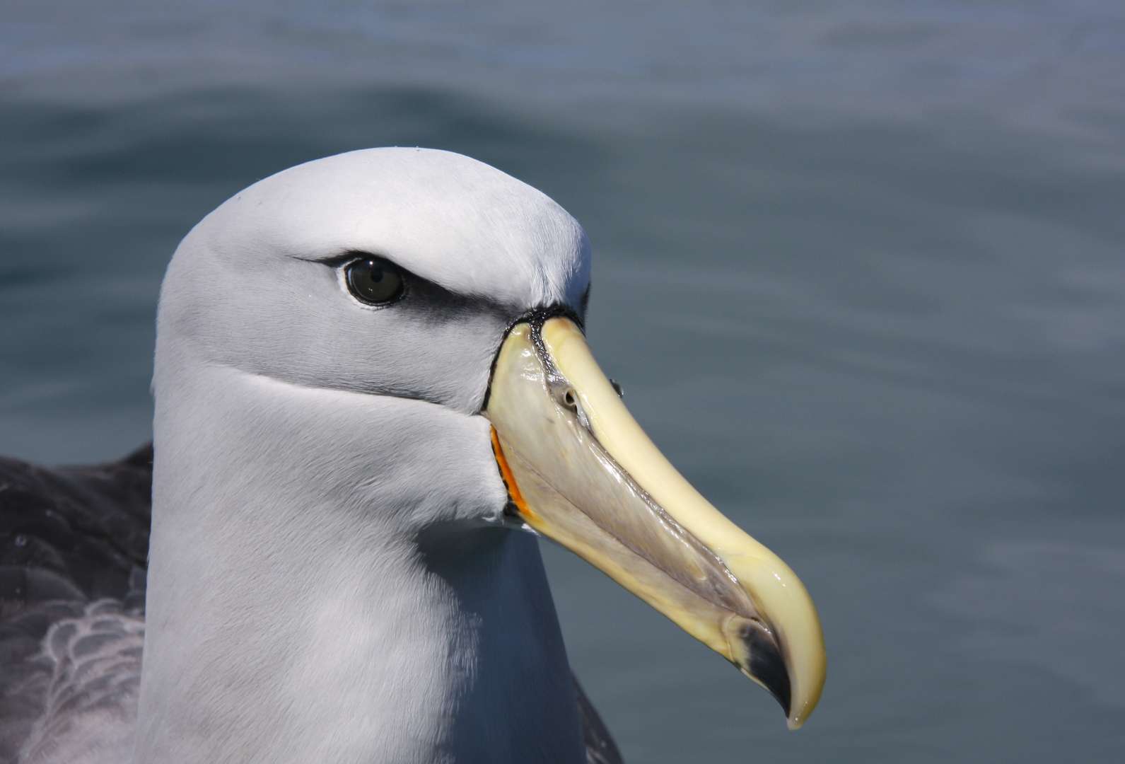 Albatross NZ Bird