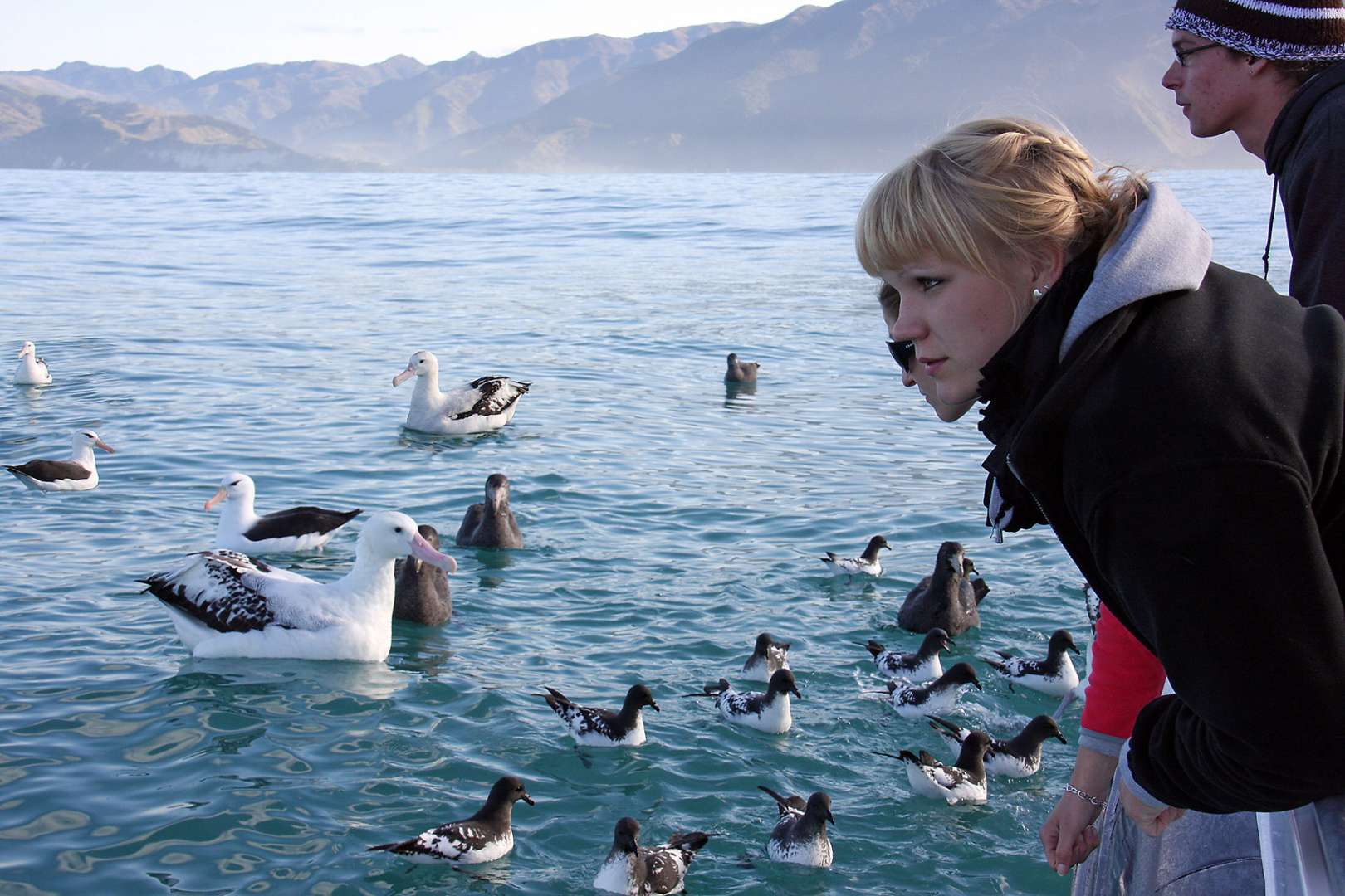 Albatross viewing Kaikoura