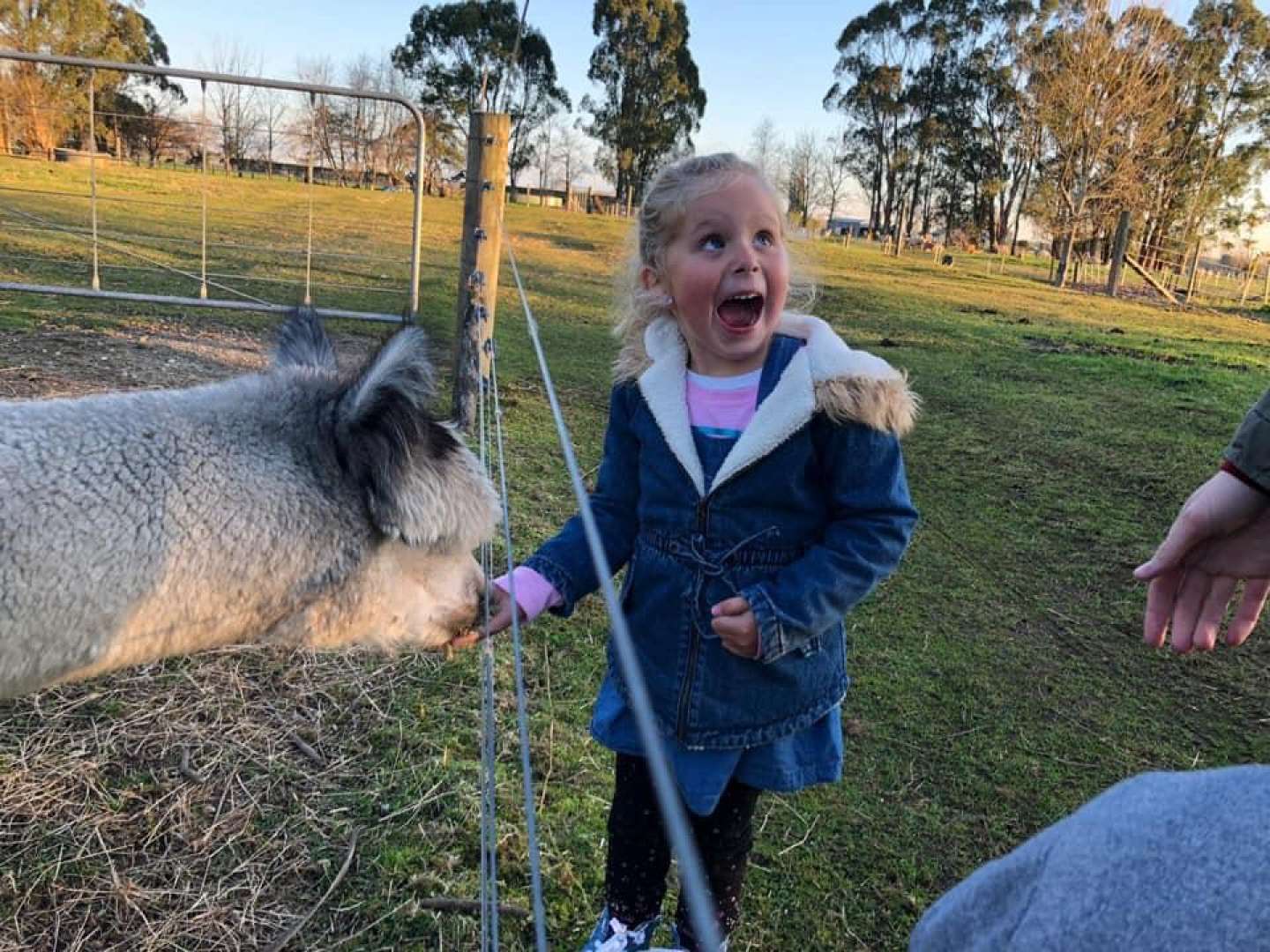 Alpaca Farm Attraction Gordonton, Waikato