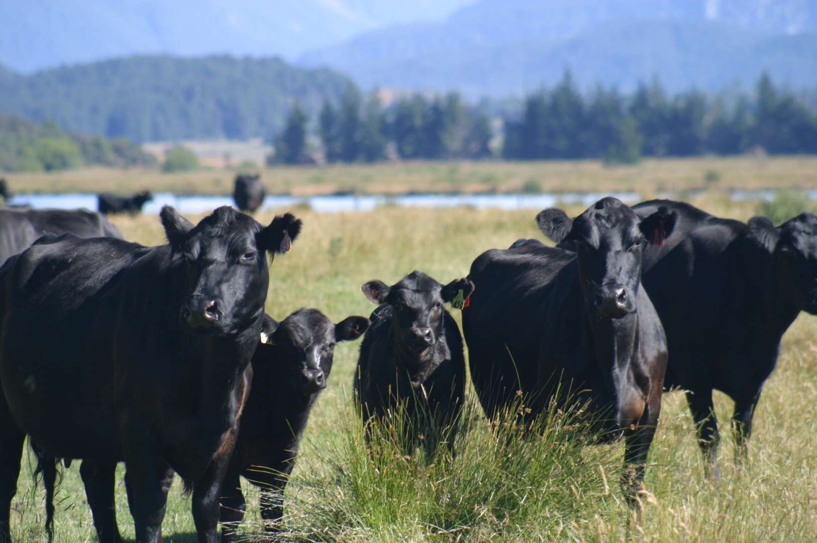 Angus cattle