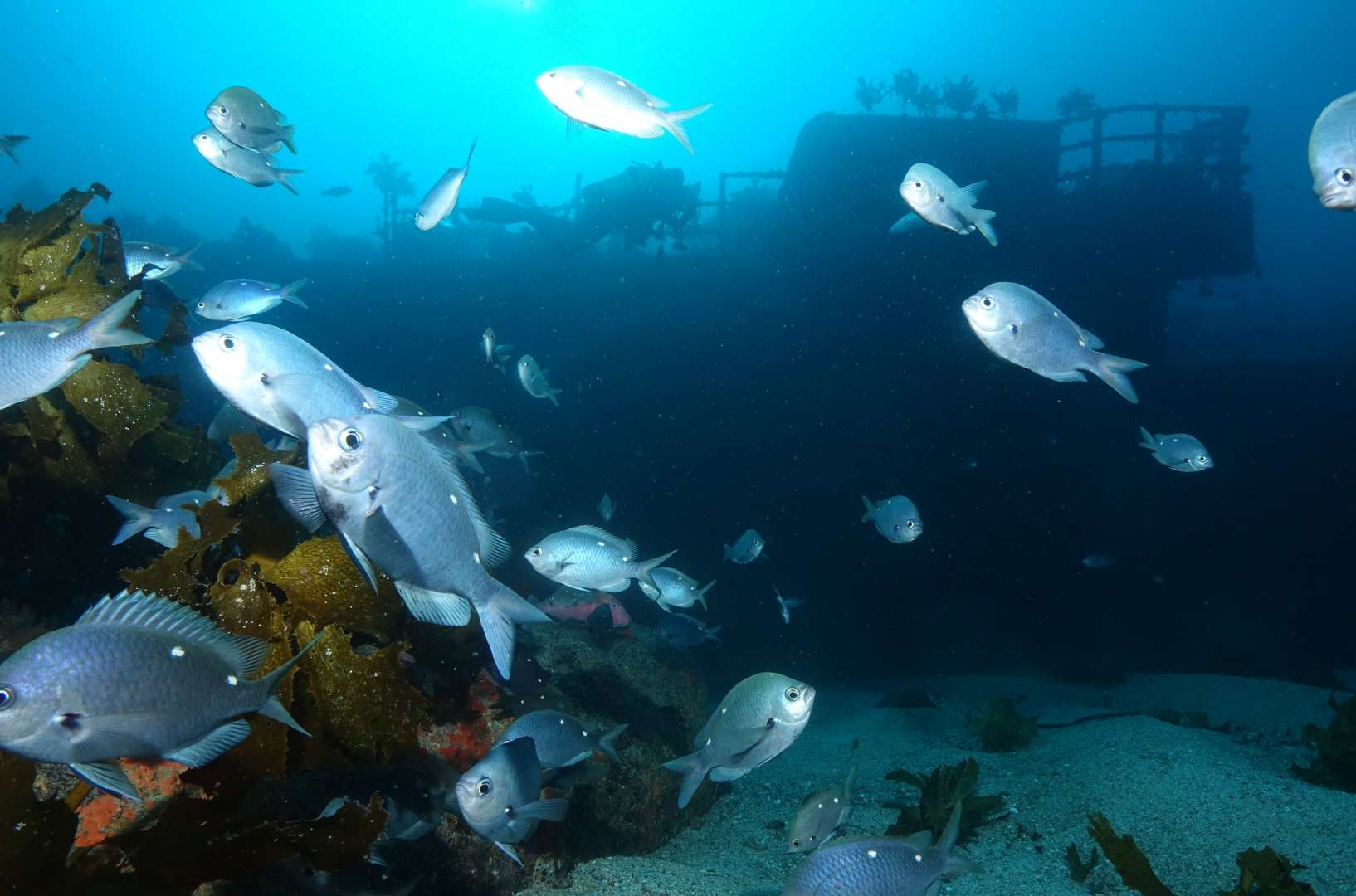 Bay of Islands Reef Dive