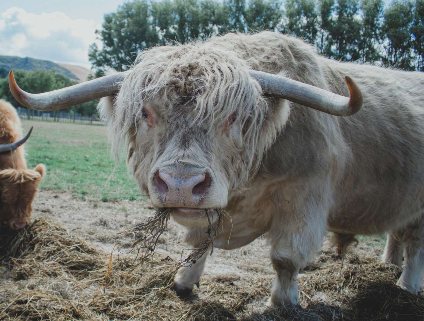 Beautiful Farm Animal Tour Rotorua