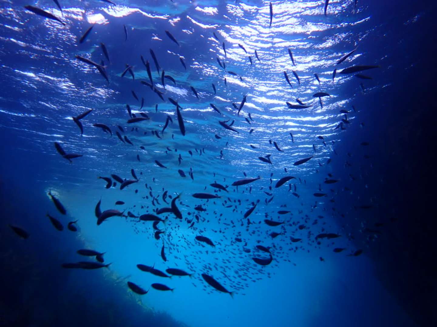 Blue water snorkelling Bay of Islands