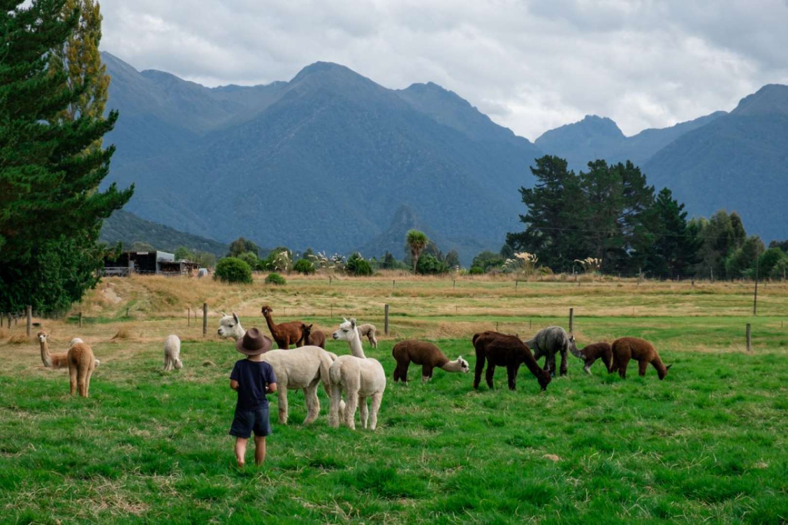 Boy with alpacas