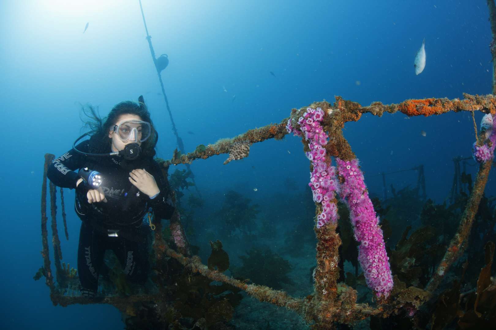 Canterbury Wreck  Dive Site Bay of Islands