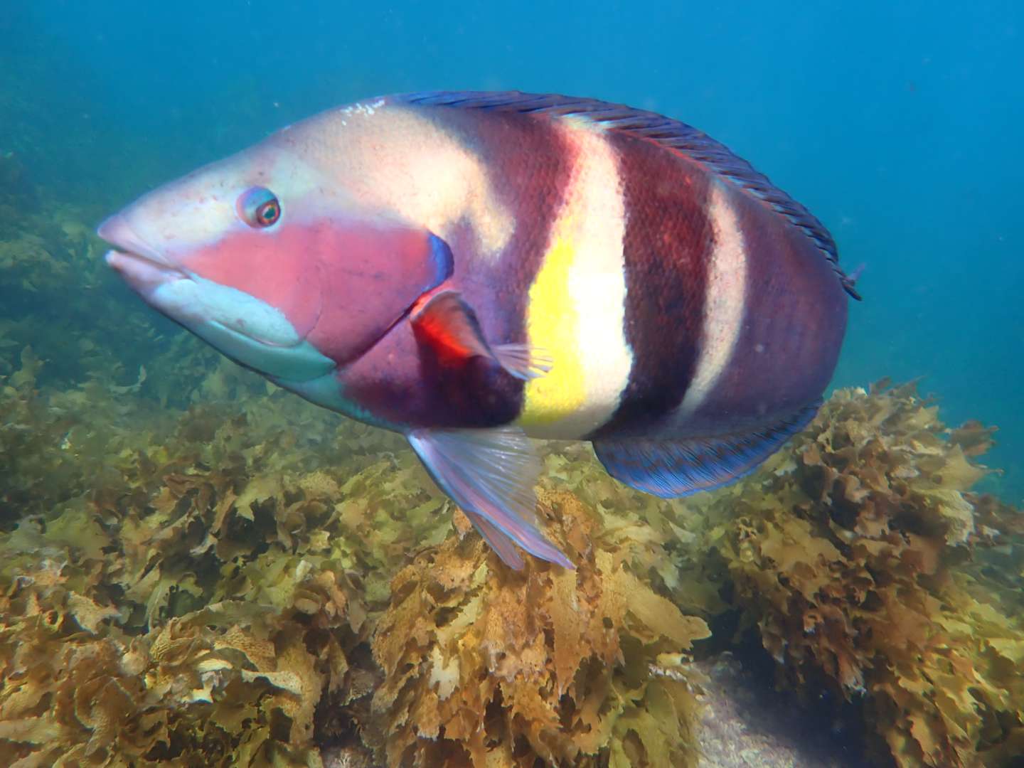 Colourful fish in the Bay of Islands