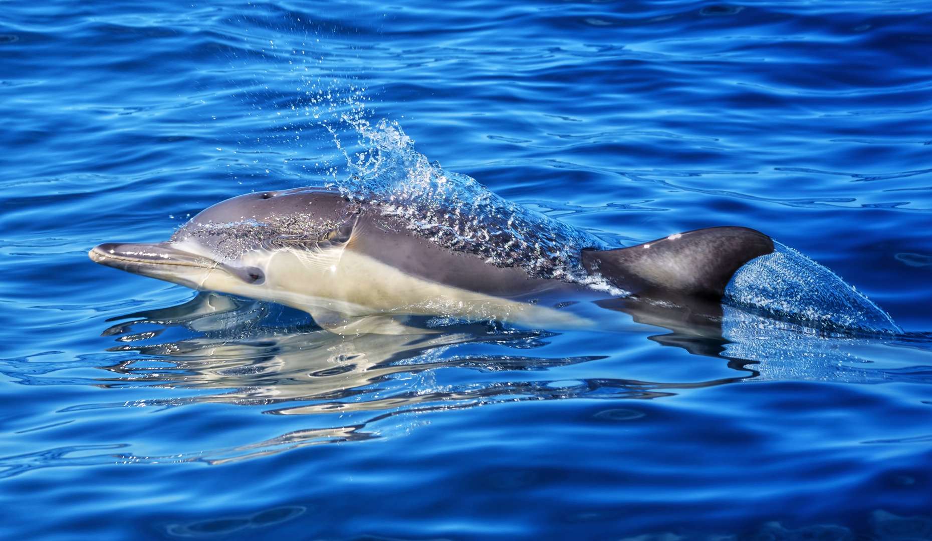 Cute baby dolphin