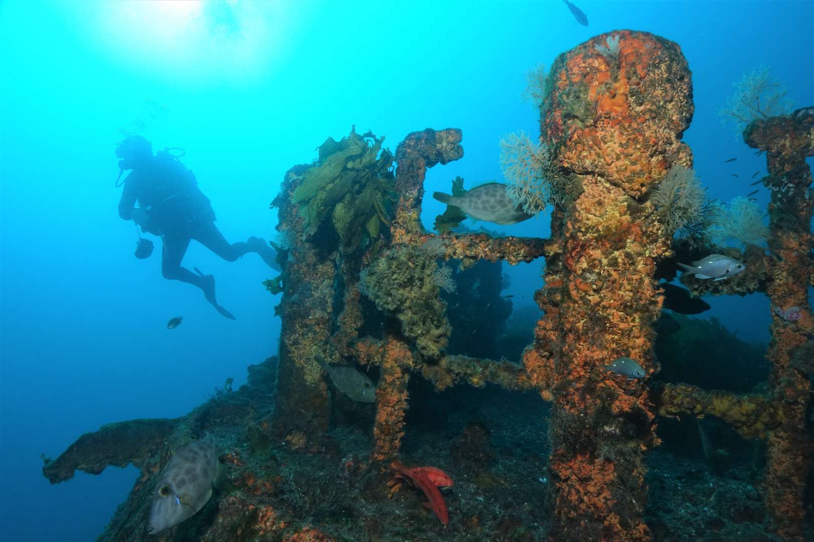 Dive Rainbow Warrior Cavalli Islands