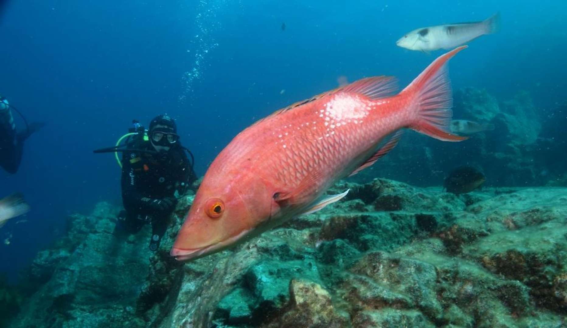 Diving in the Bay of Islands with Plentiful Fish