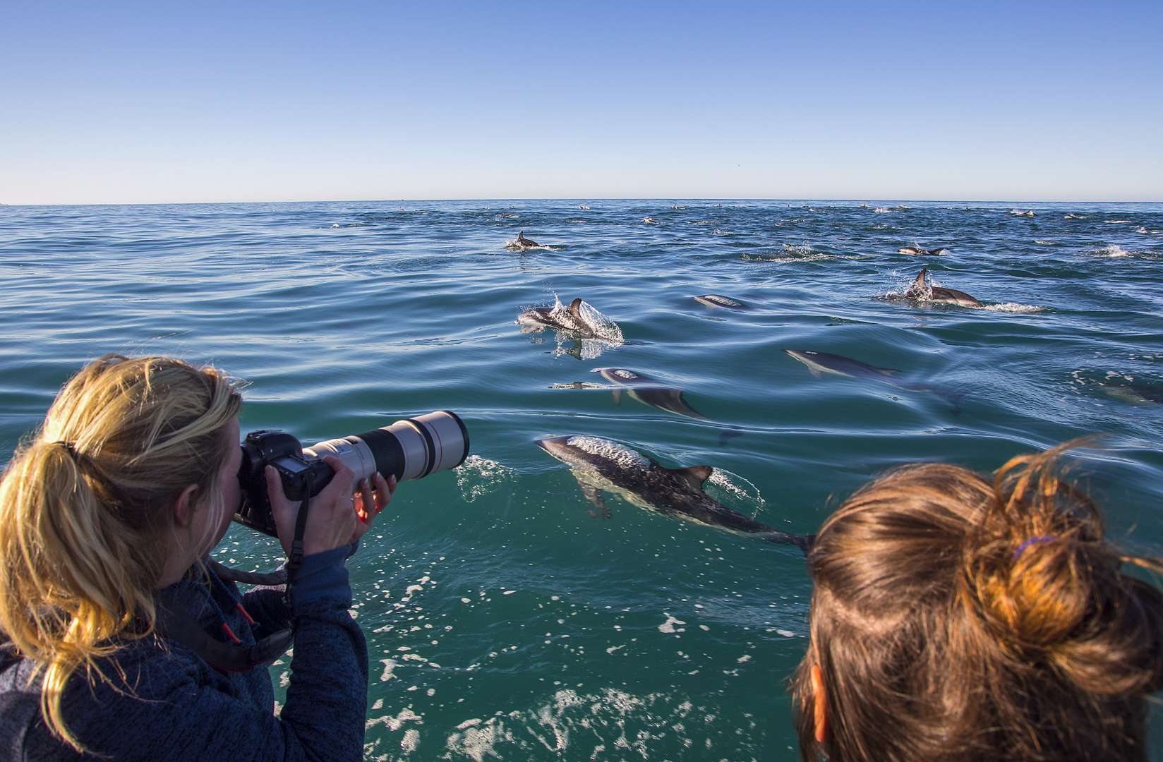 Dolphin Photographic Opportunities from Boating Acitivity in Kaikoura