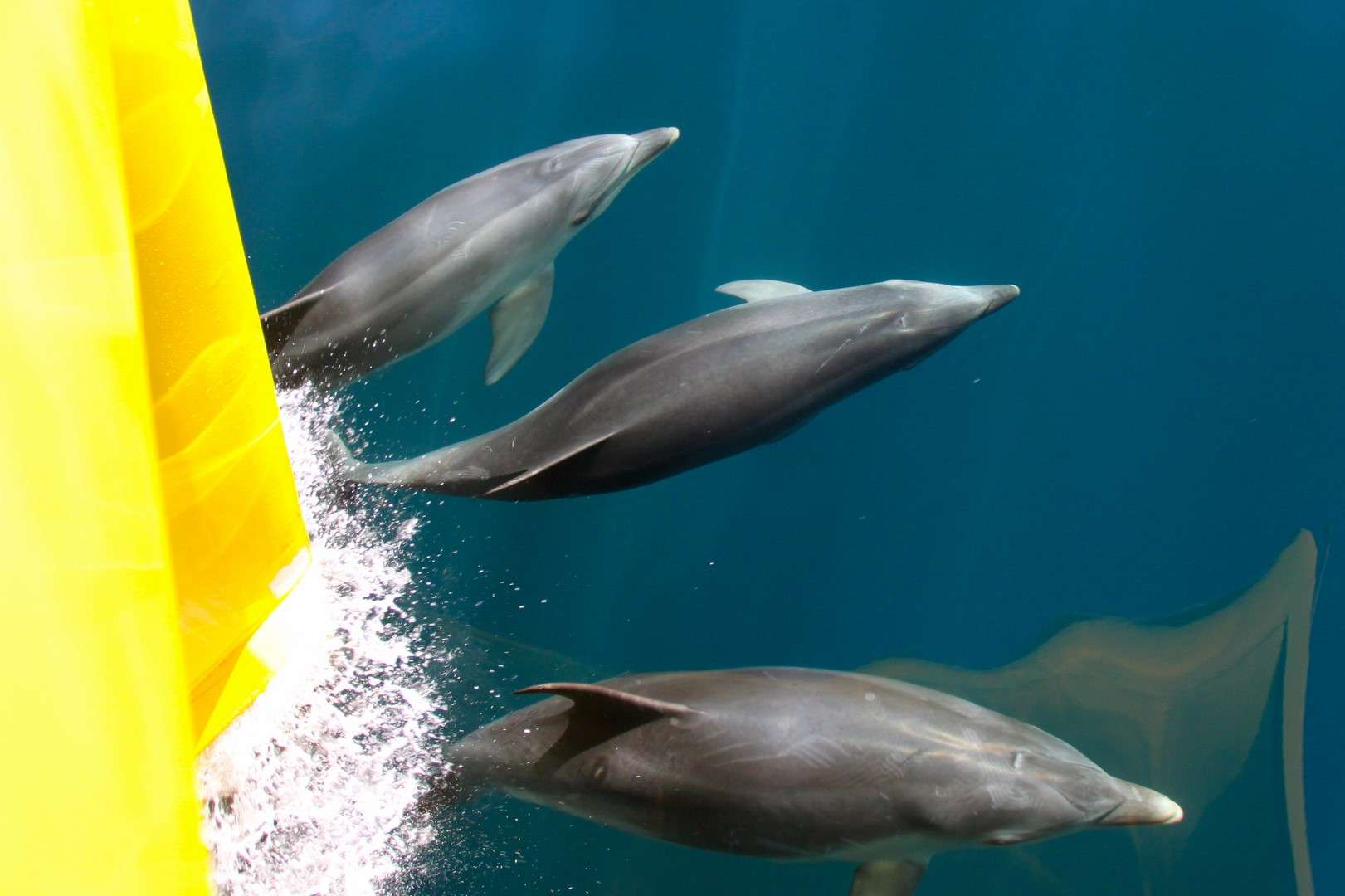 Dolphin Viewing in the Bay of Islands