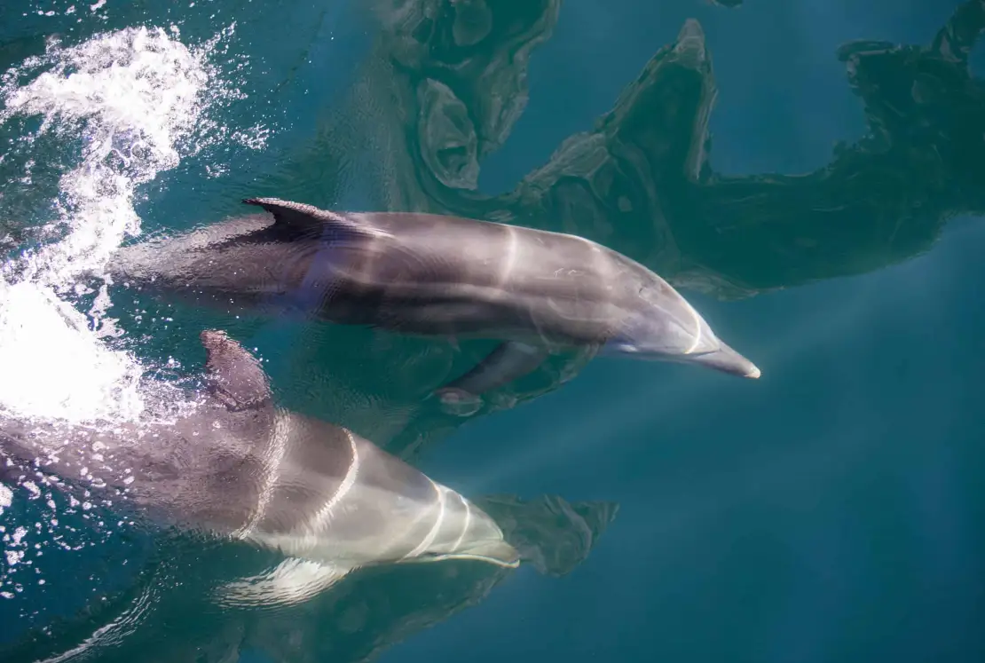 Dolphins at Milford Sound