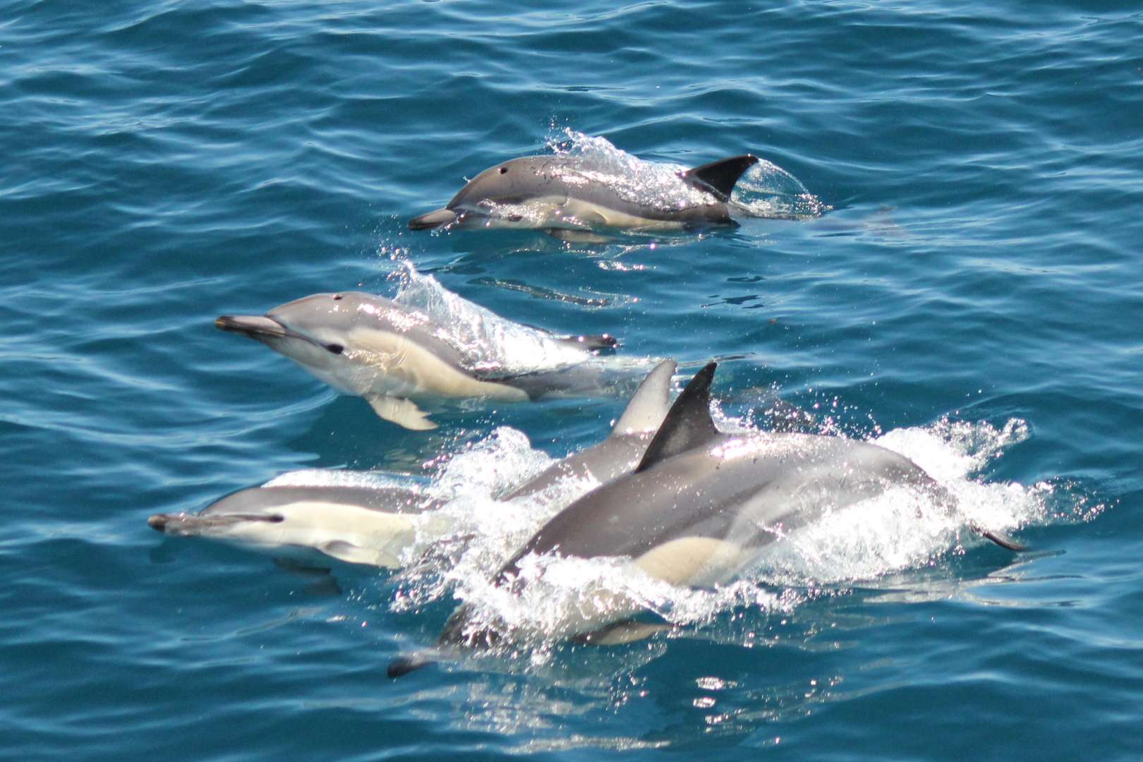 Doplphin viewing with Dolphin Eco Cruise