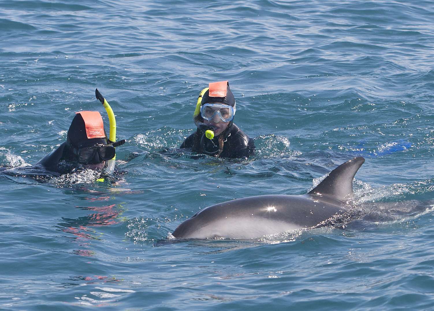 Dusky Dolphin Encounter Swimming with Dolphins Kaikoura
