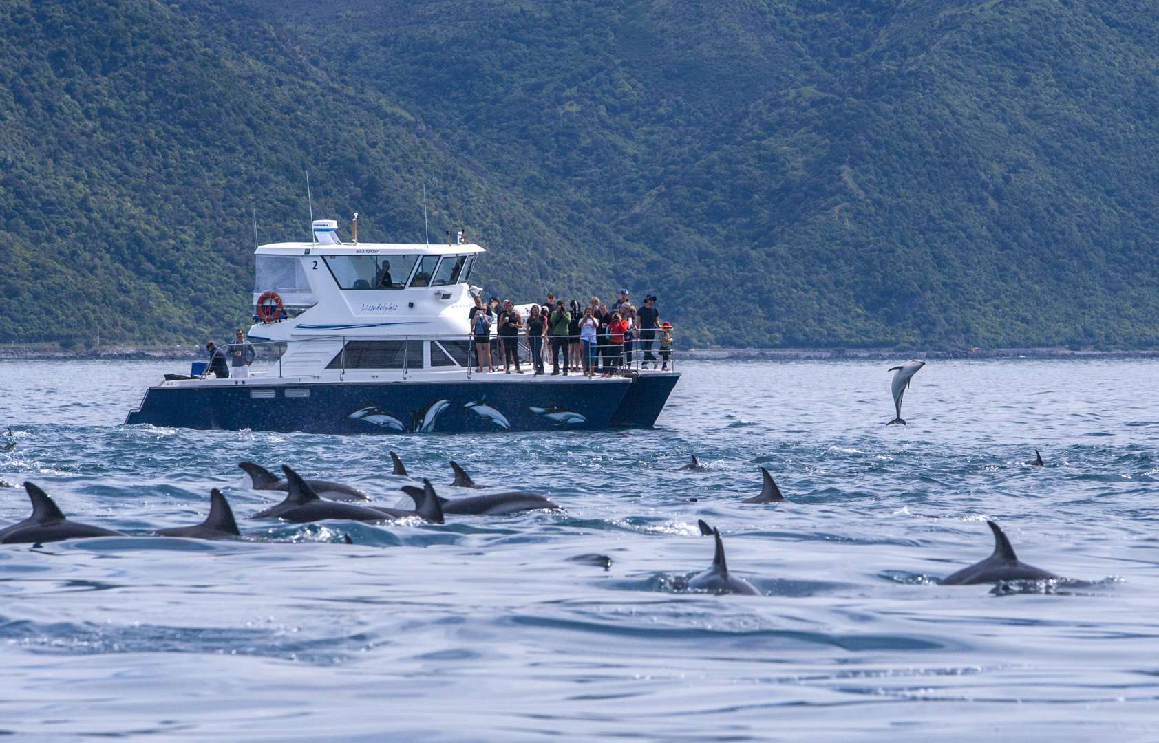 Dusky Dolphins - Kaikoura Coast Boat Trip