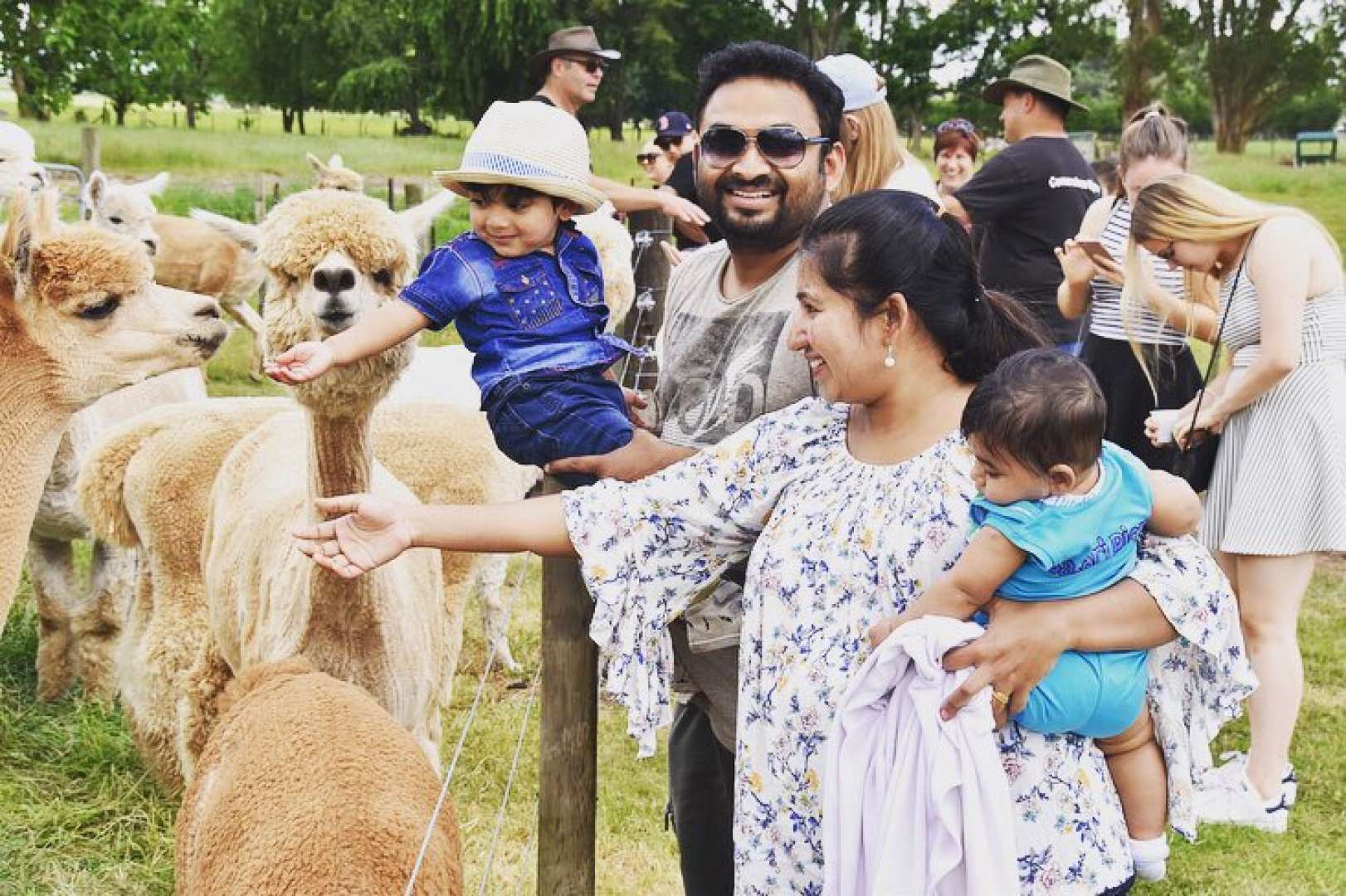 Enjoy an authentic kiwi alpaca farm.