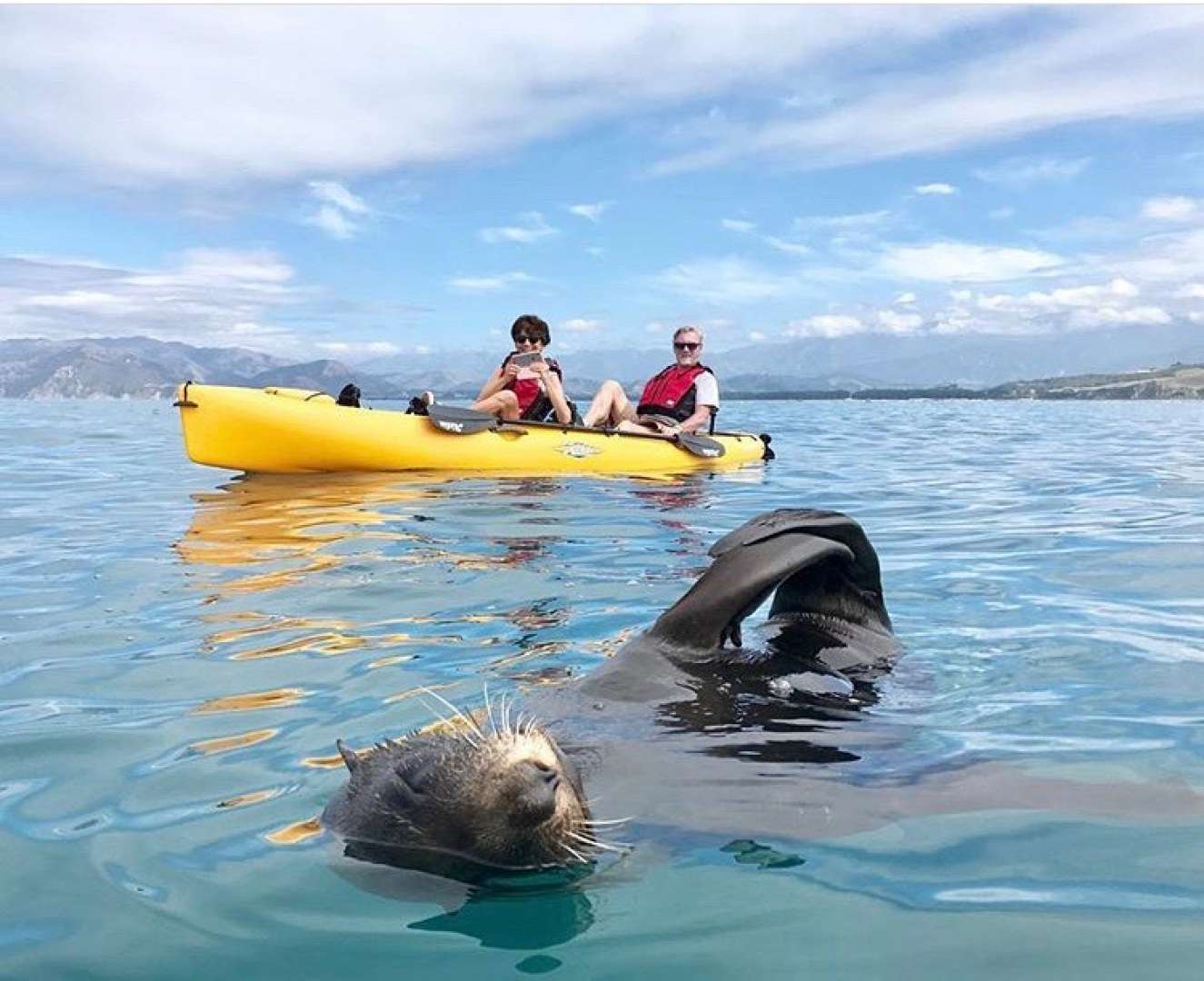 Enjoy New Zealand Fur Seals as they Play Around and under your Kayak in their Natural Habitat