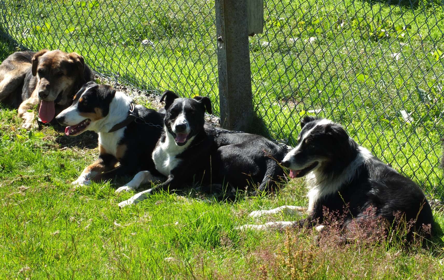 Farm dogs resting