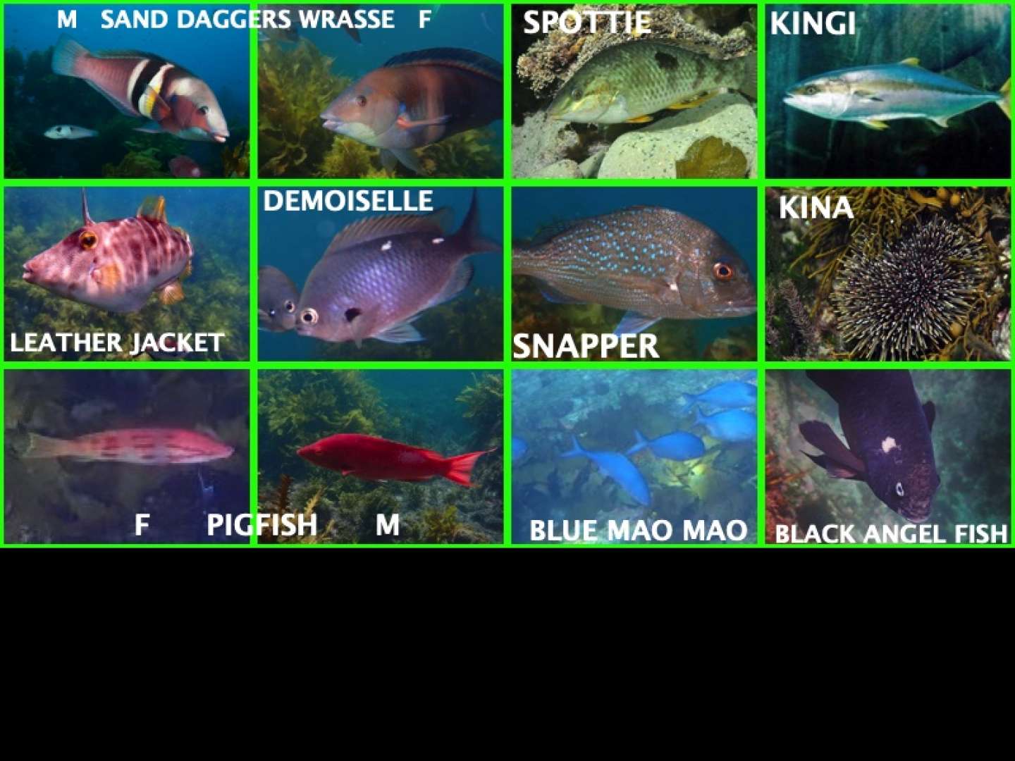 New Zealand Fish guide