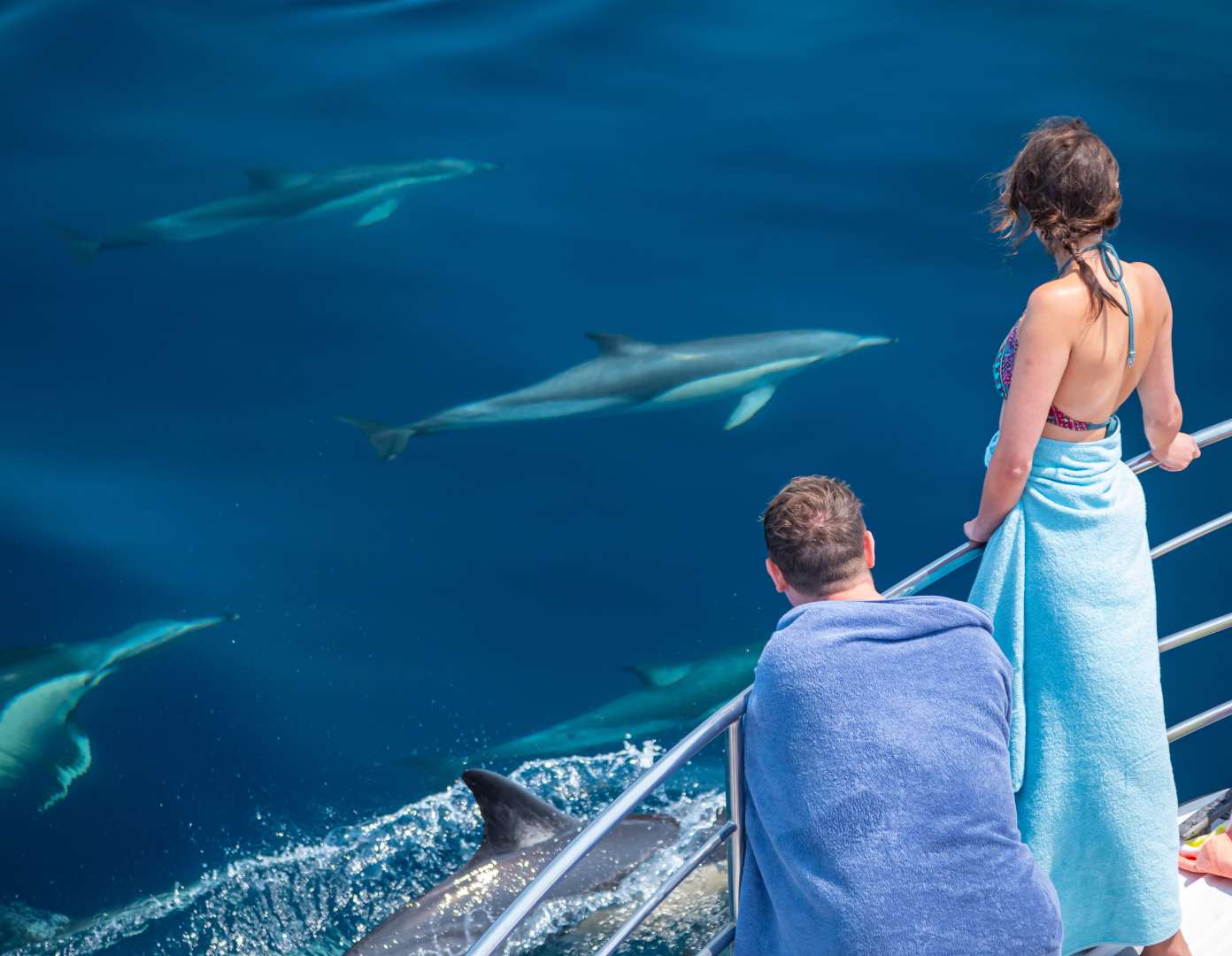 View Dolphins Tauranga