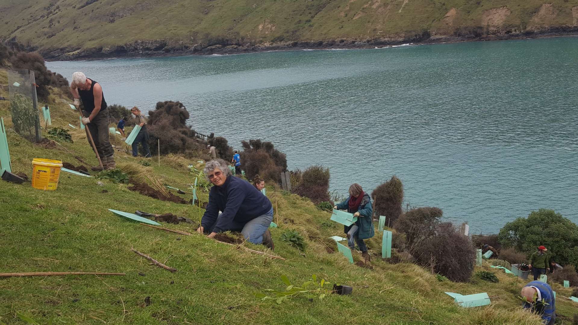 Help Regenerating a Unique New Zealand Area