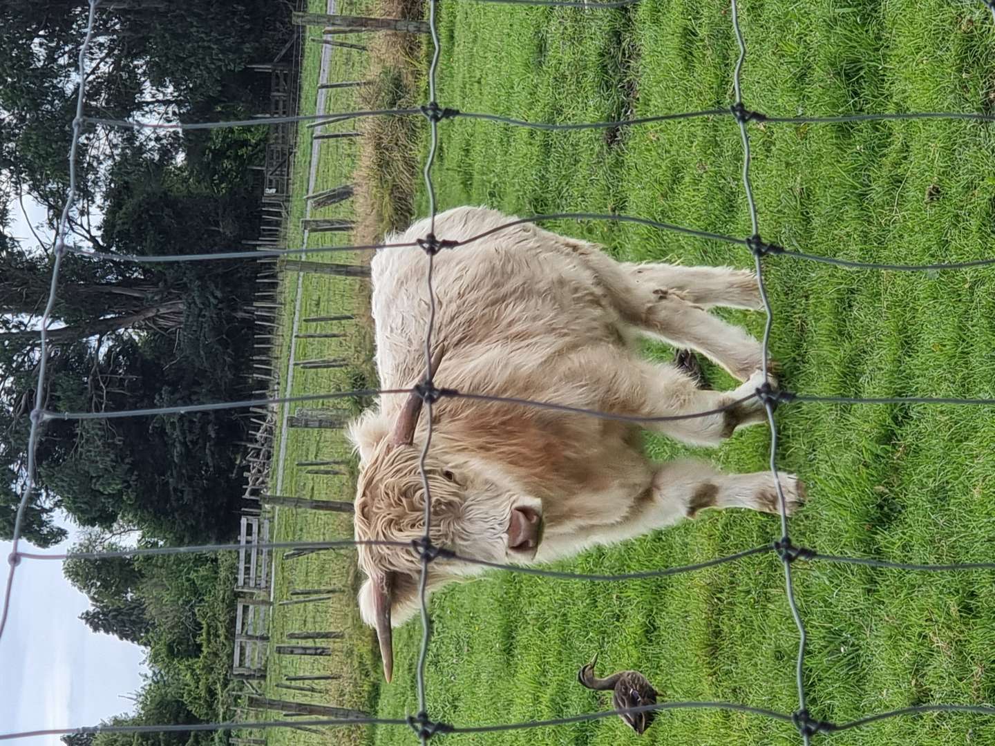 Highland Cows