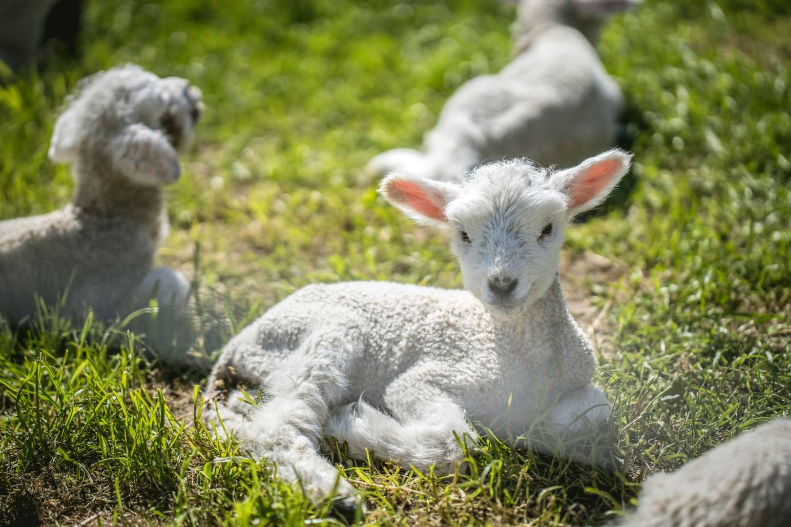 Hold newborn lambs (within season)