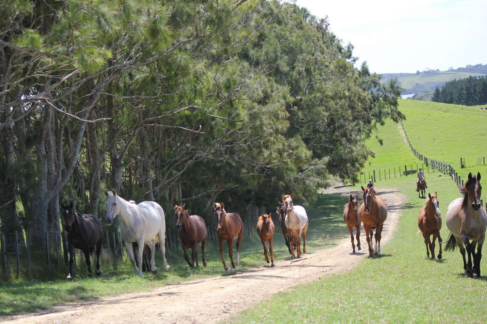 Horse Riding with the Herd at Kates Horse Riding and Treks Bay of islands