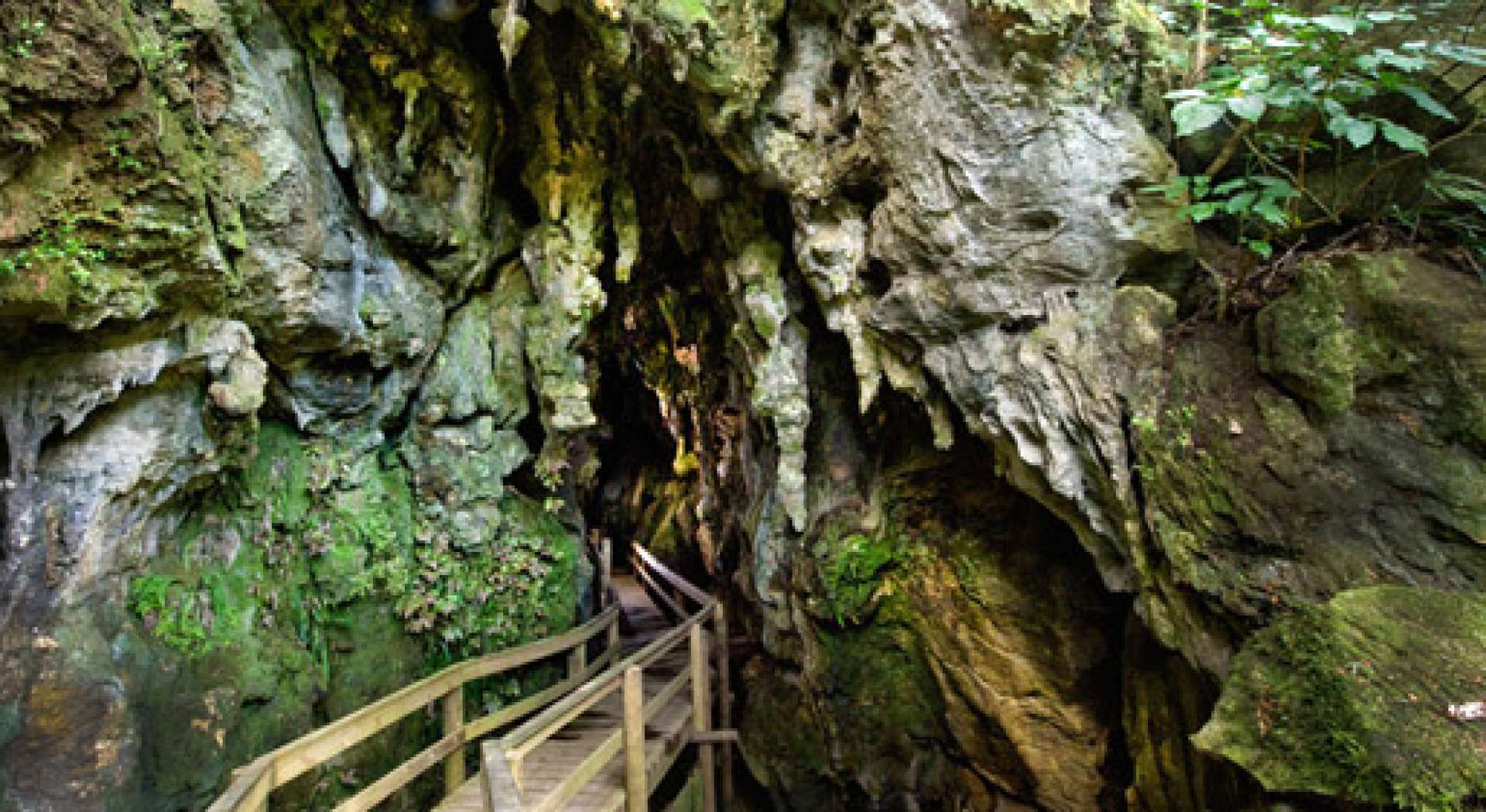 Inside the Cave at Waiomio Glow Worm Caves