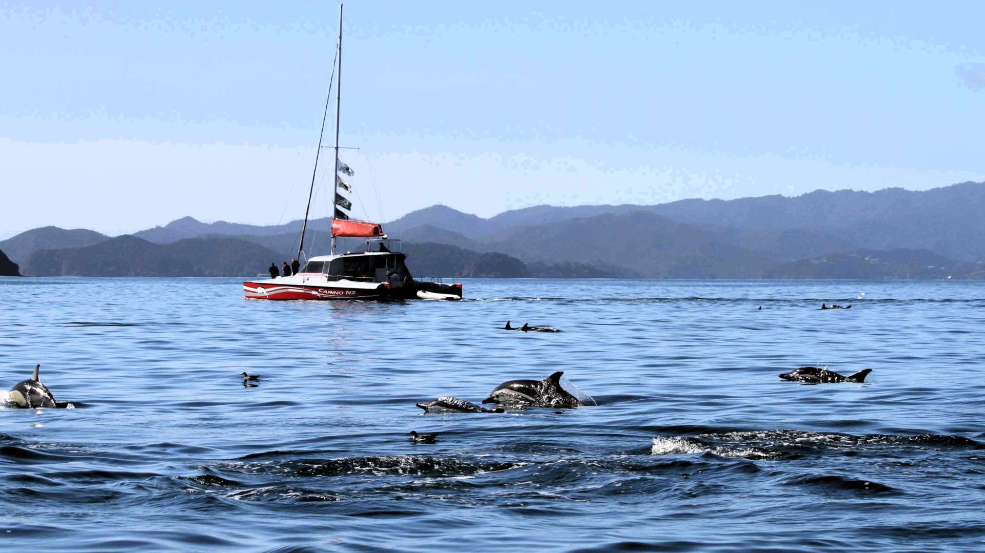 Island and wildlife cruise on carino NZ