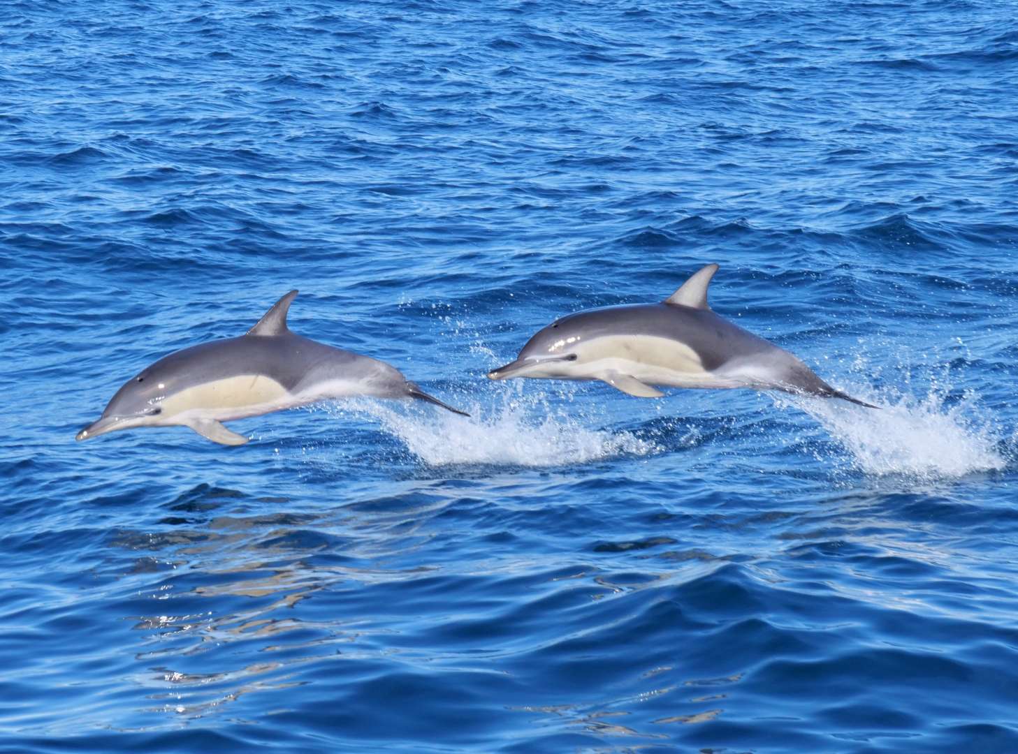 Jumping common dolphins