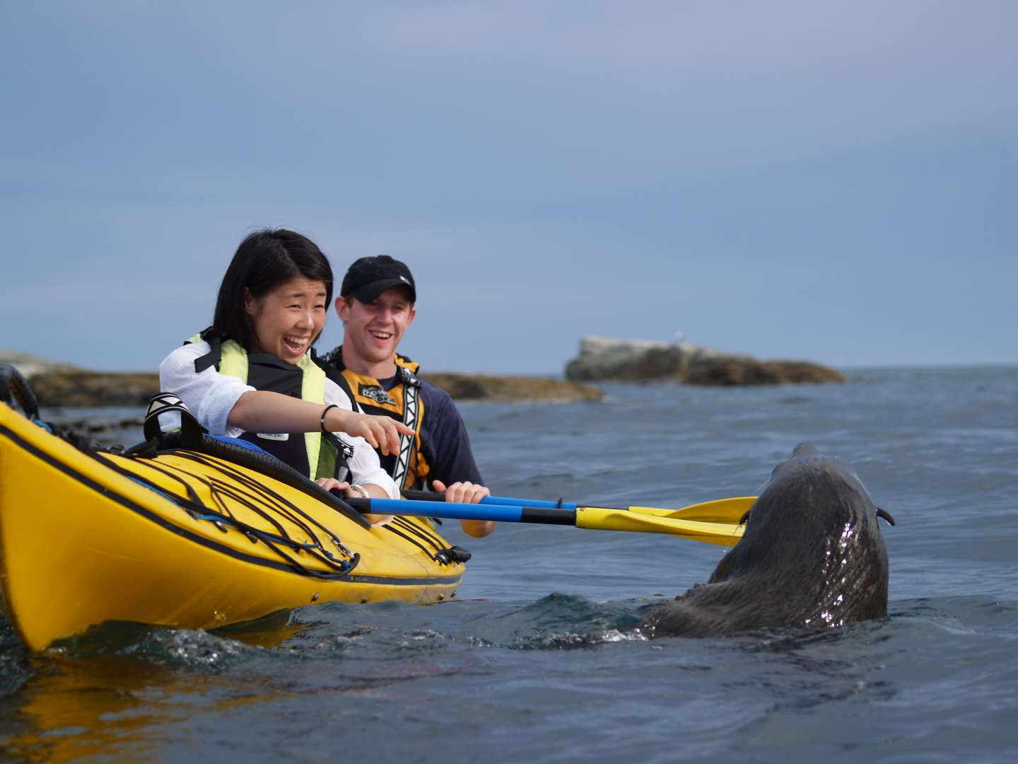 Kaikoura Kayaking with SealsDolphin and Whale Viewing
