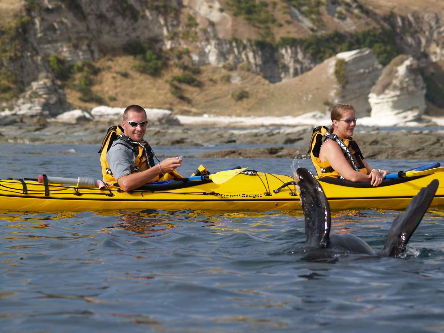 Kayaking in Kaikoura With Seals