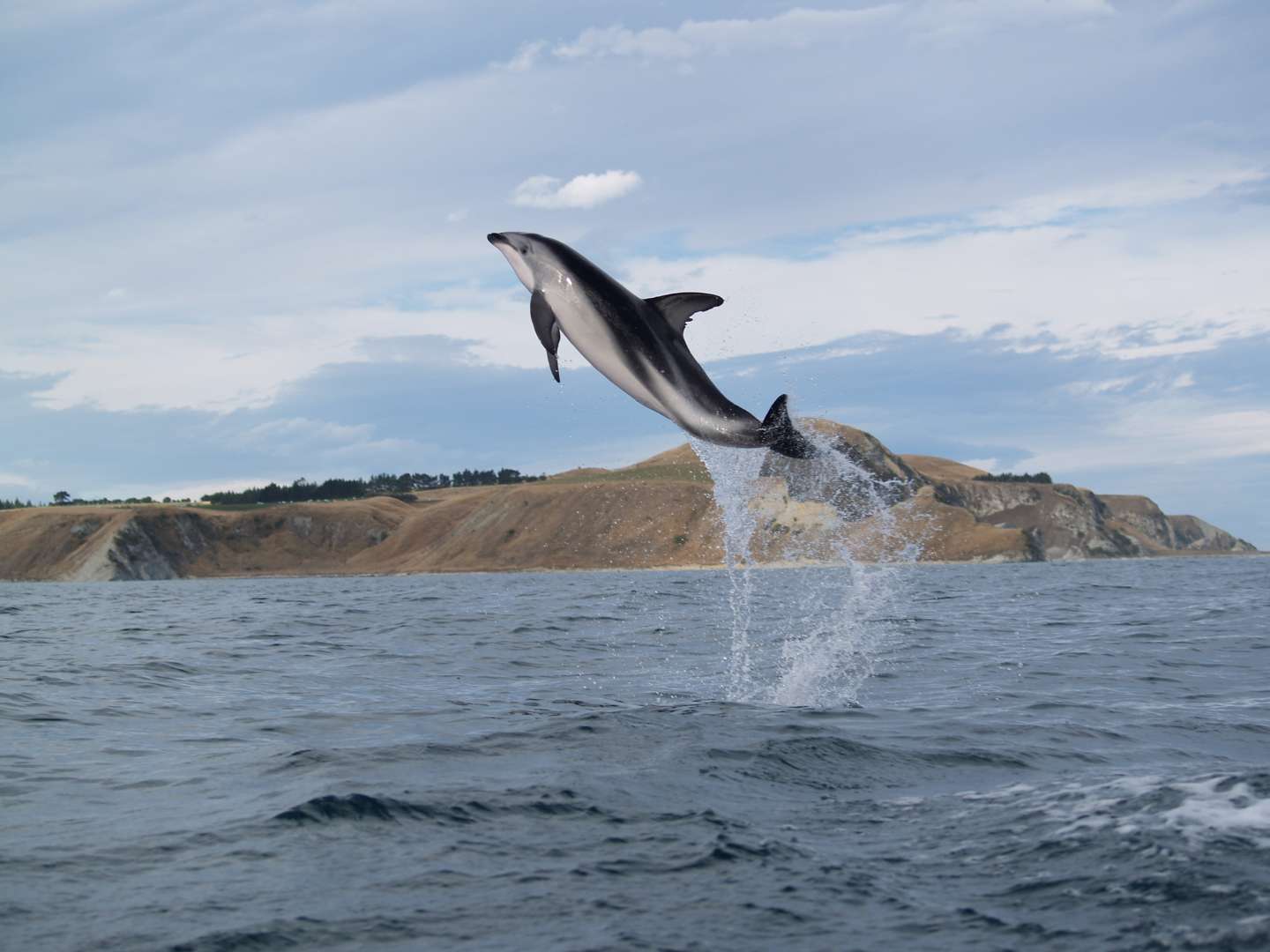 Kayaking with Dolphins