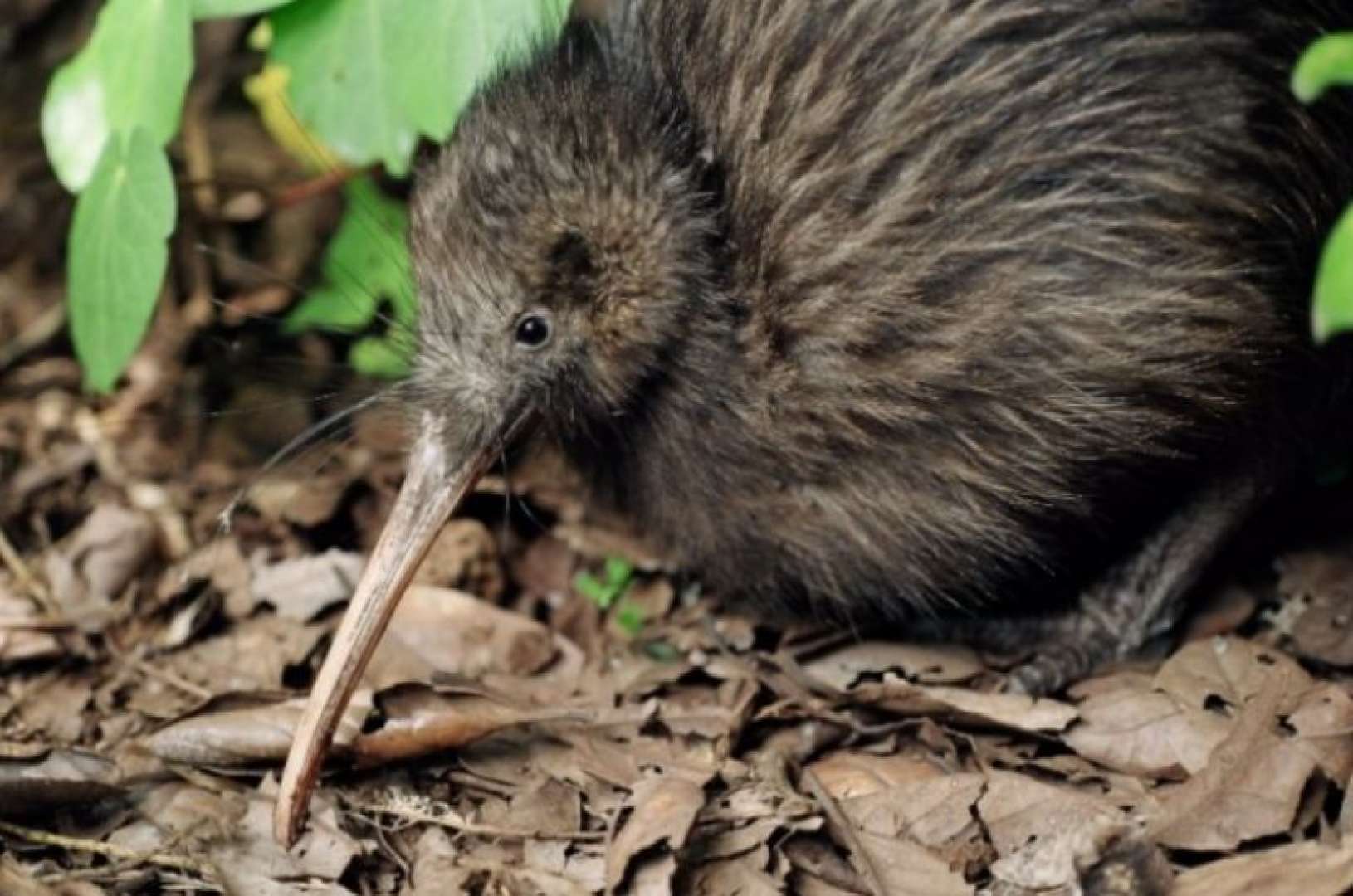 Kiwi North NZ