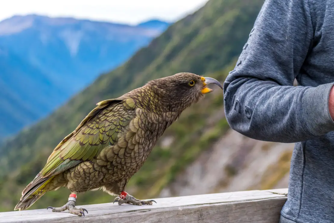 New Zealand's 'Alpine Parrot' - The Kea