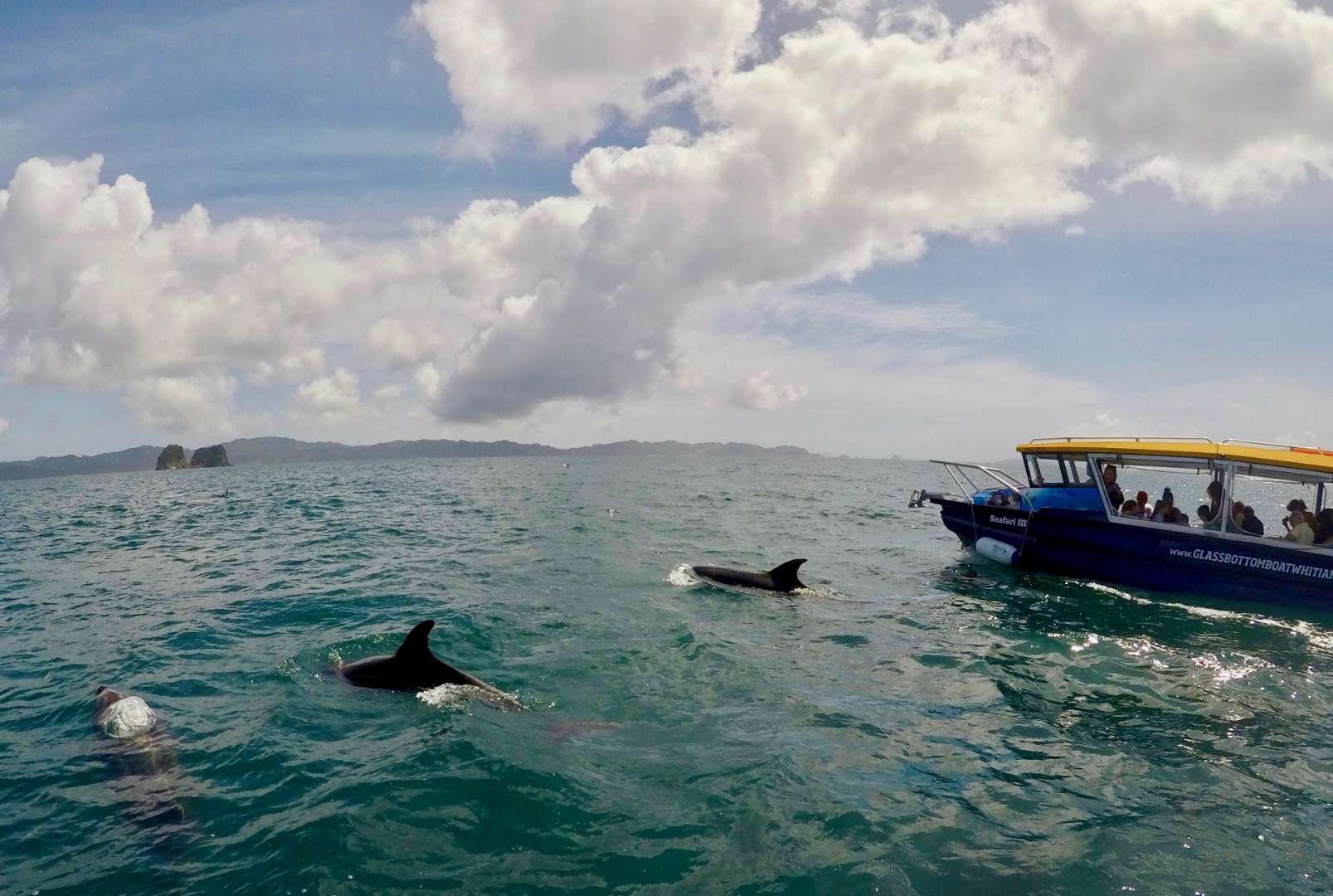 View Dolphins Cathedral Cove Glass Bottom Boat