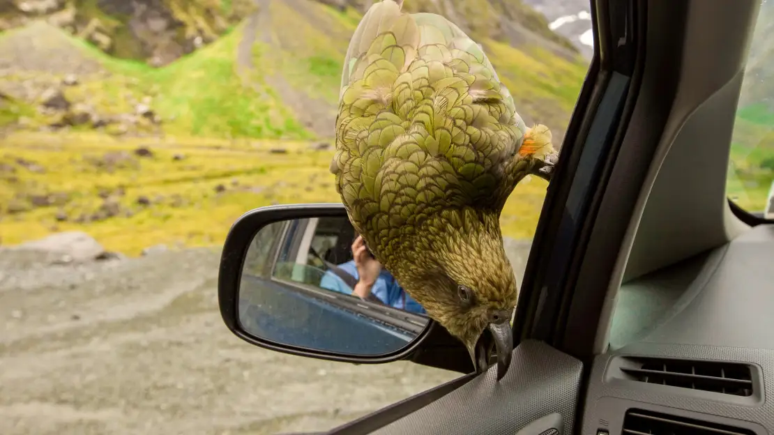 Get a chance to spot kiwi