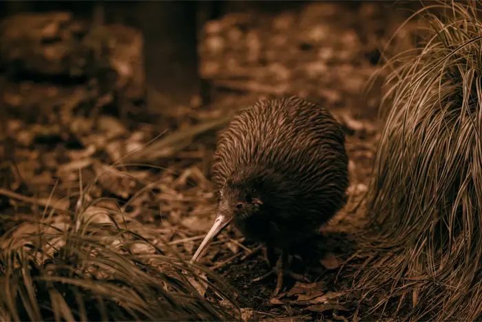 Visit Kiwi Conservation Centre