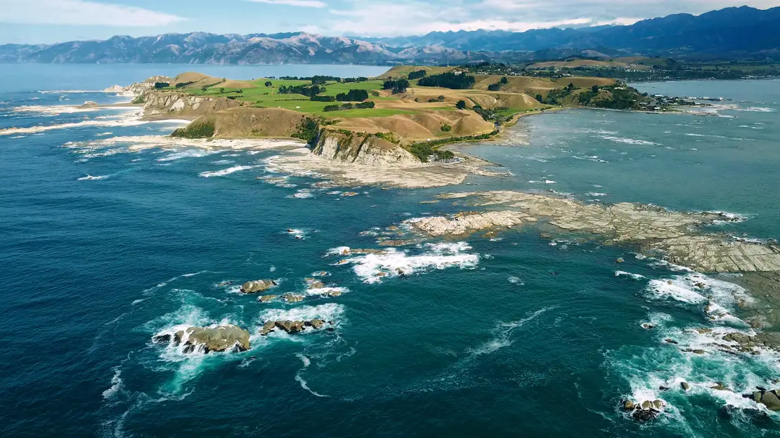 Get a chance to encounter dolphins, penguins and albatross