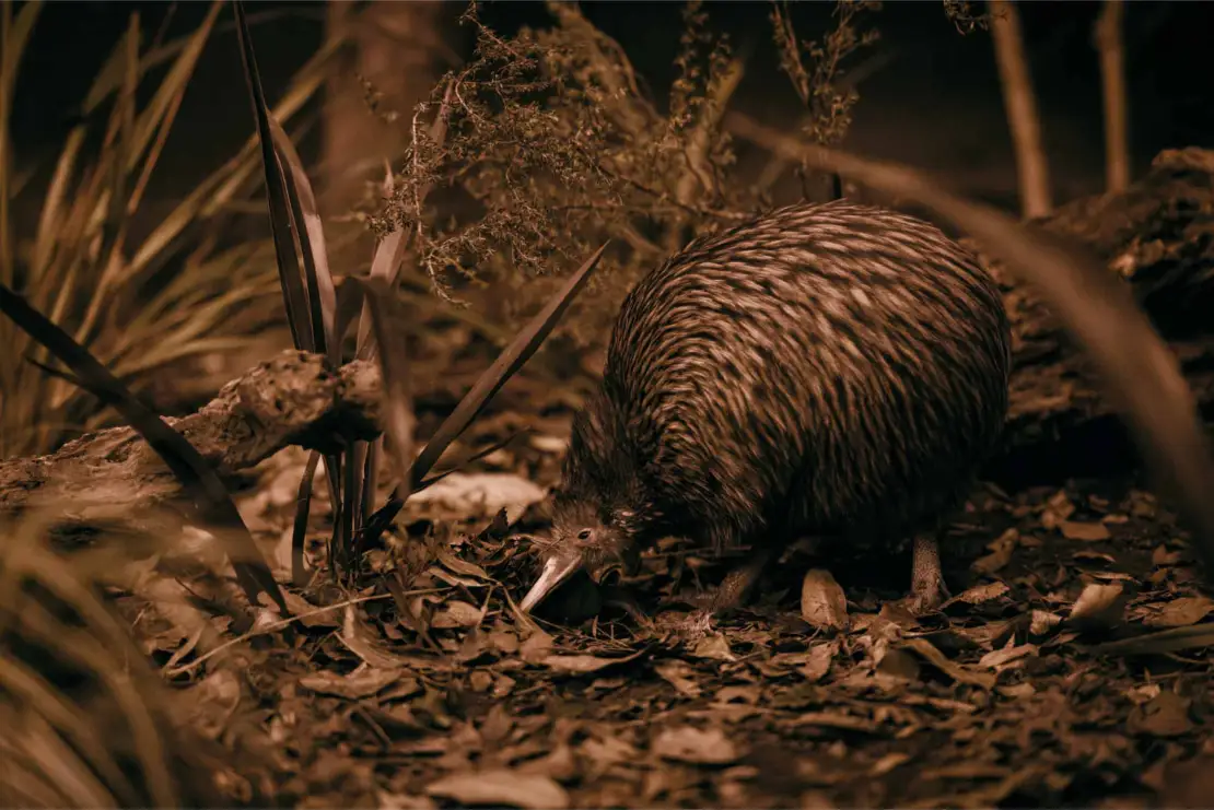 Visit the Kiwi Conservation Centre