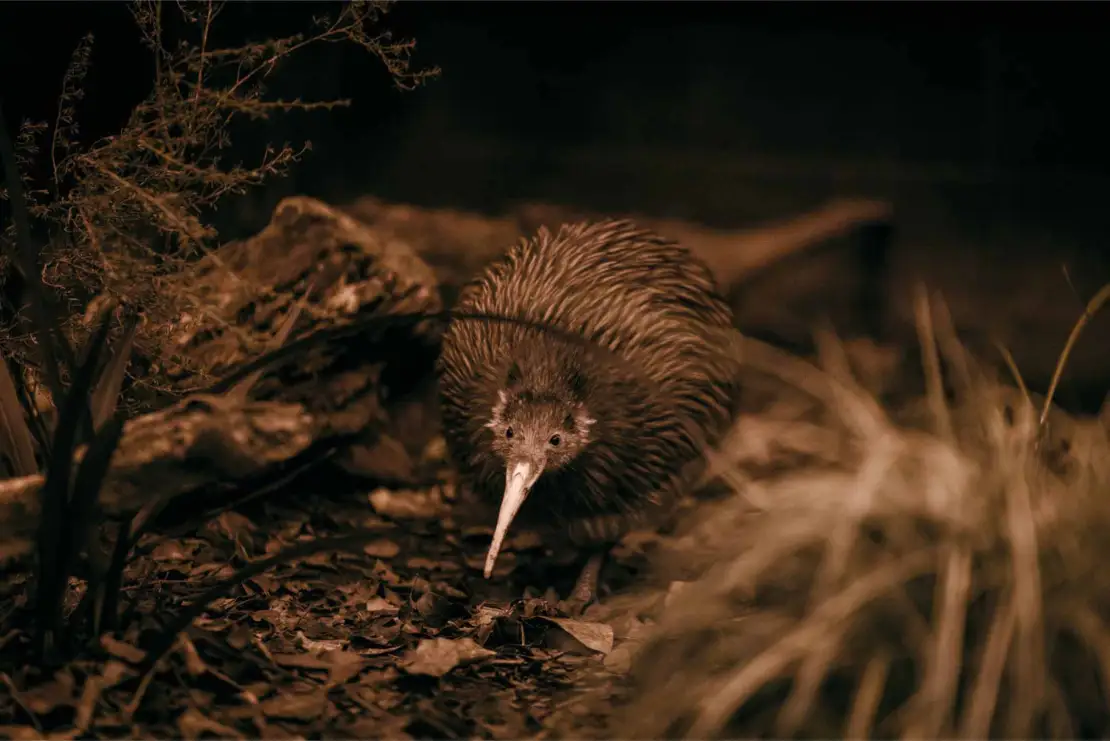 Spend your time on Kiwi Conservation Centre