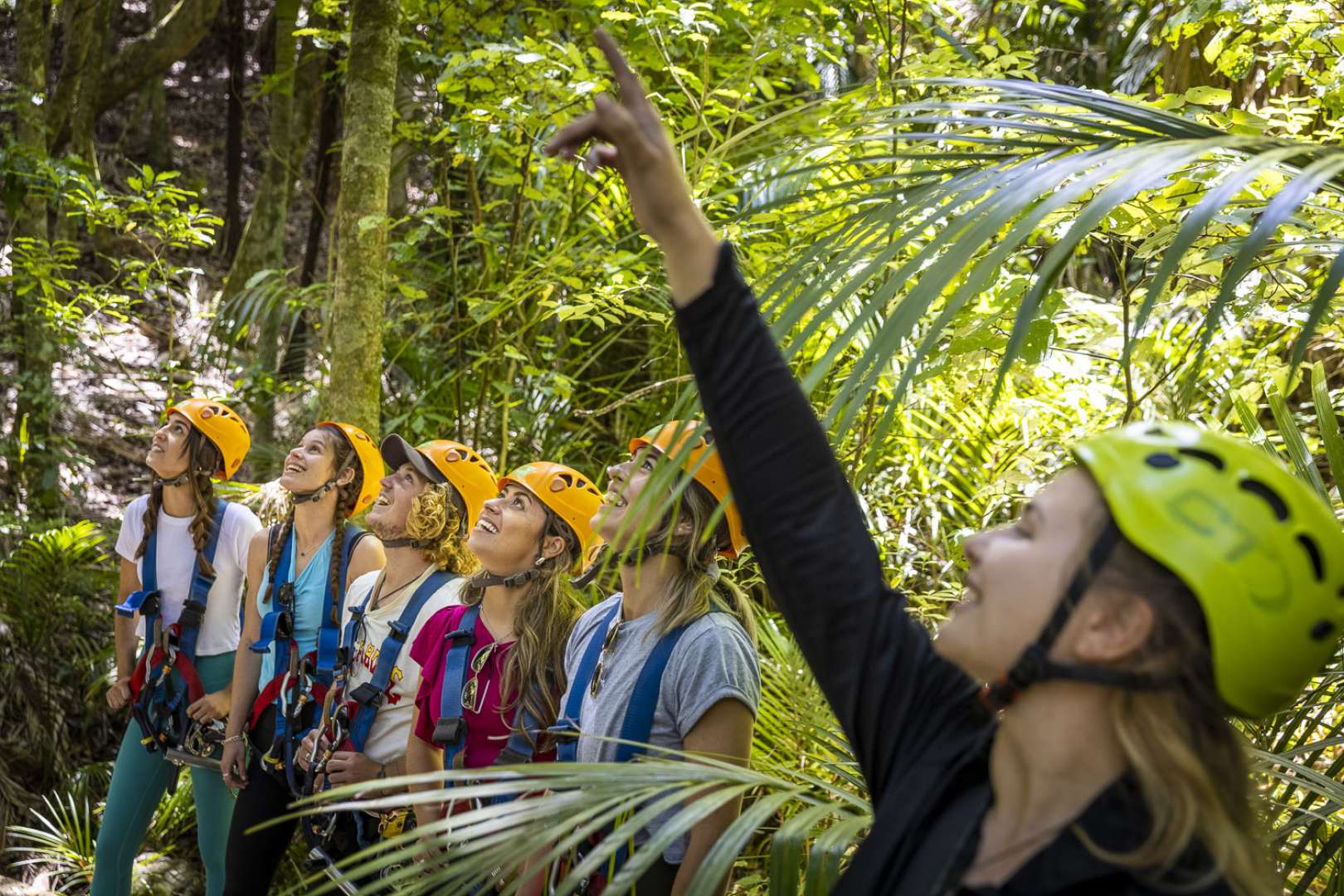 Beautiful native forest walk