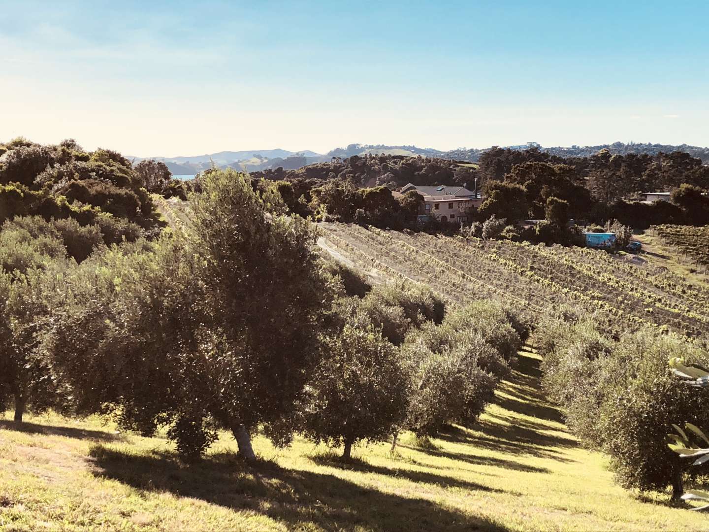 Olive Groves Waiheke Island