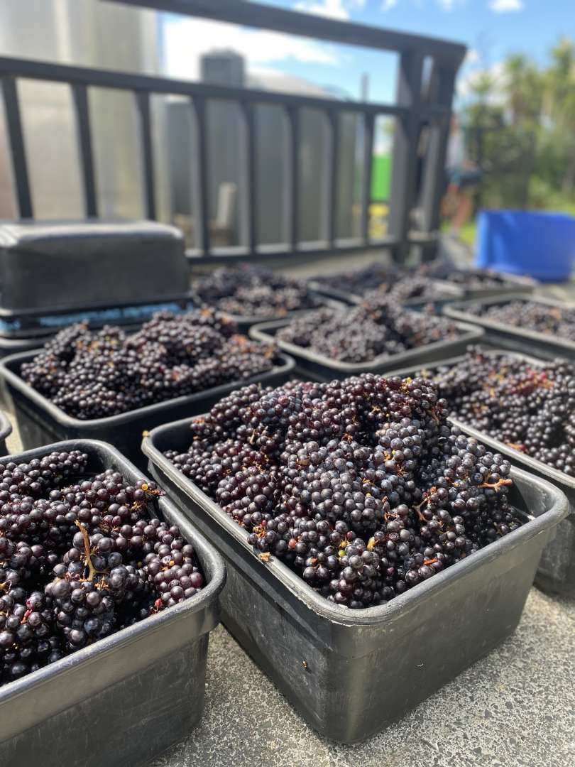 Harvest time on Waiheke Island